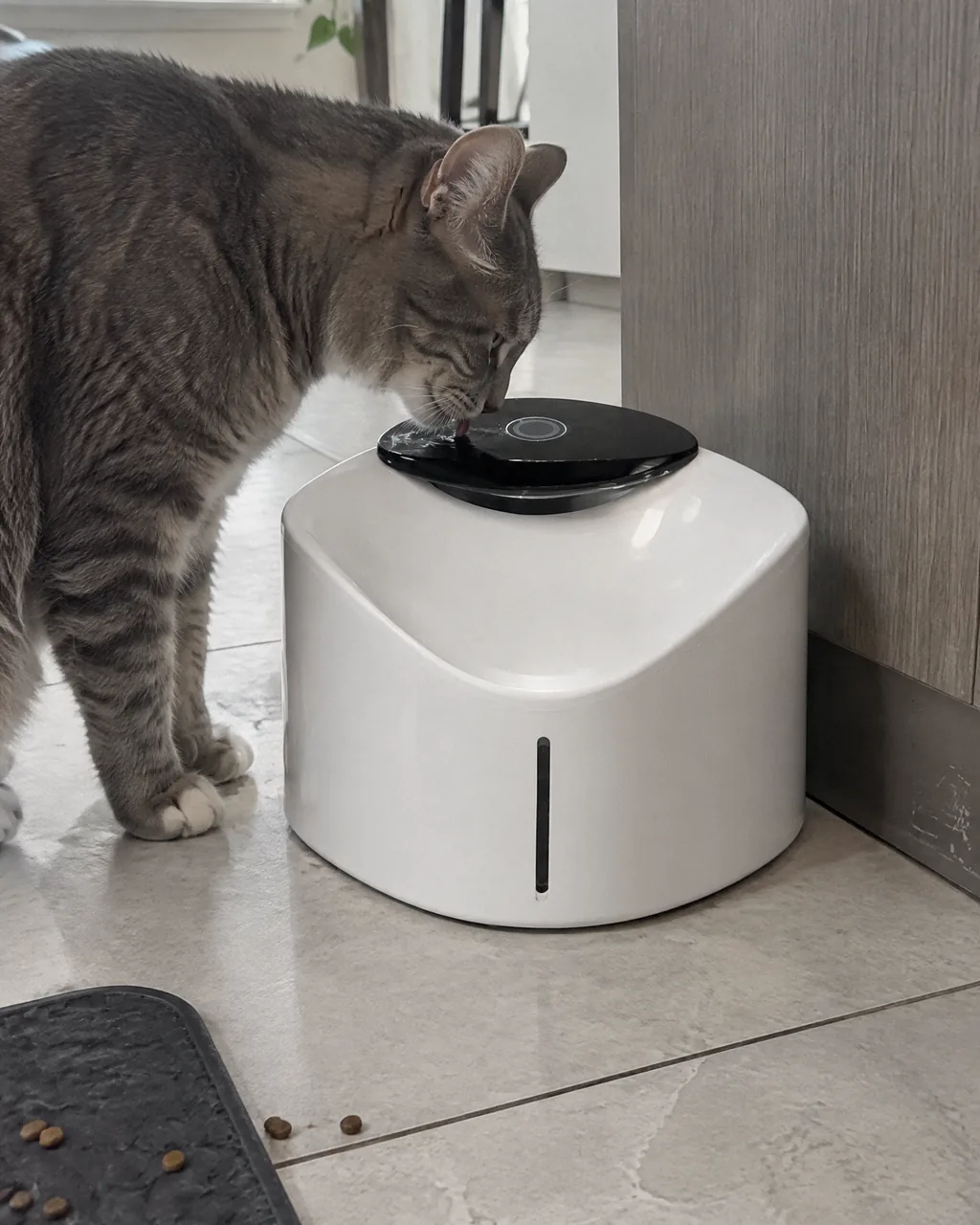 Grey tabby drinking from a white water fountain